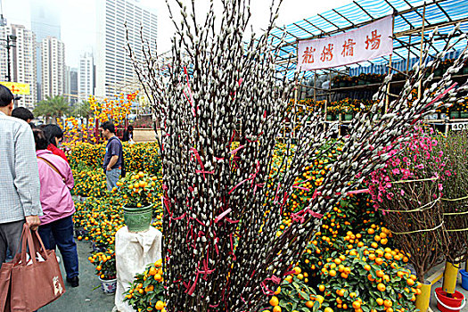 春节,花市,铜锣湾,香港