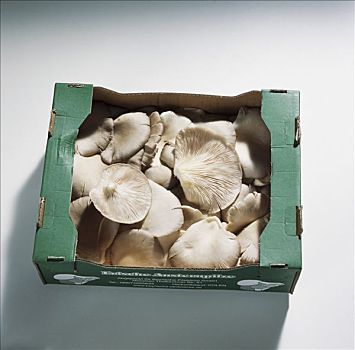 蚝蘑,平菇,纸箱