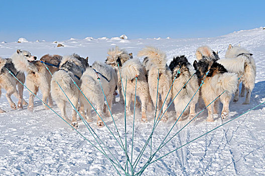 格陵兰,雪橇狗,狗拉雪橇,旅游,伊路利萨特冰湾,北极,北美
