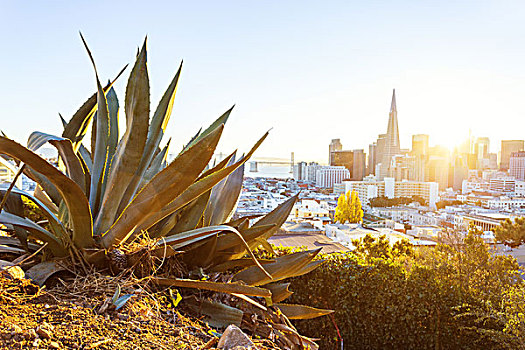 植物,城市,旧金山,晴天