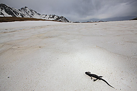 高山蝾螈,迁徙,饲养,水塘,上方,雪,2000年,阿尔卑斯山,法国