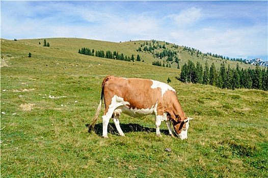 放牧,母牛,阿尔卑斯山