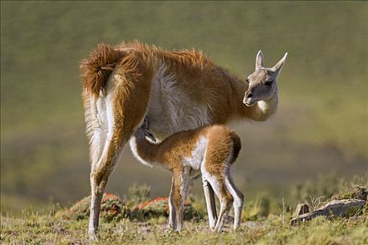 原驼,幼兽,哺乳,托雷德裴恩国家公园,智利
