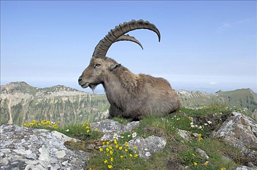 阿尔卑斯野山羊,羱羊,坐,花,阿尔卑斯山,背景,伯恩,瑞士