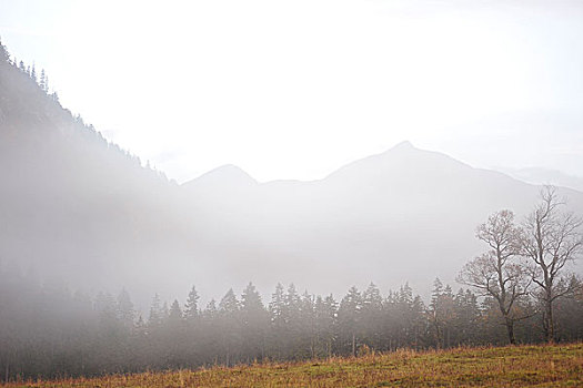 雾状,山景,枫树