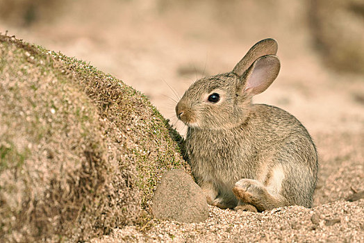 幼兽,野生,兔子,兔豚鼠属,坐,正面,建筑,沙滩,斯凯岛,苏格兰