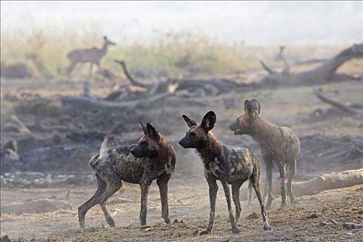 非洲,非洲野犬属,看,捻角羚,乔贝国家公园,博茨瓦纳