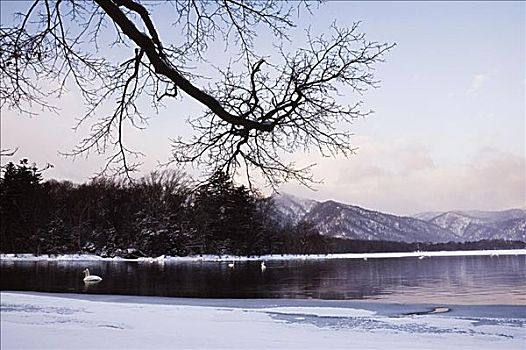 大天鹅,屈斜路湖,北海道,日本