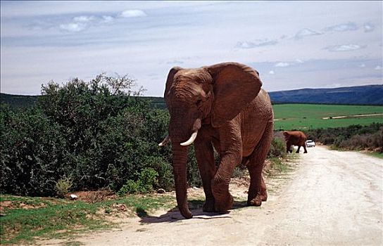 非洲,灌木,大象,非洲象,阿多大象国家公园,南非
