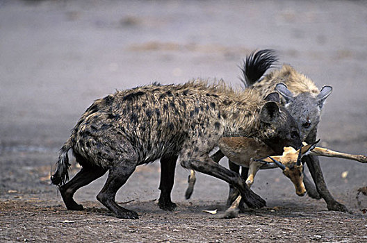 博茨瓦纳,乔贝国家公园,斑点土狼,斑鬣狗,杀,黑斑羚,萨维提,湿地