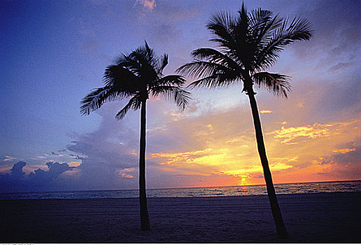 棕榈树,海滩,日落,劳德代尔堡,佛罗里达,美国