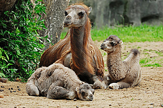 双峰骆驼,双峰驼,雌性,两个,幼兽,亚洲,物种,俘获,北莱茵-威斯特伐利亚,德国,欧洲