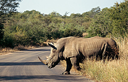 犀牛,克鲁格国家公园,南非