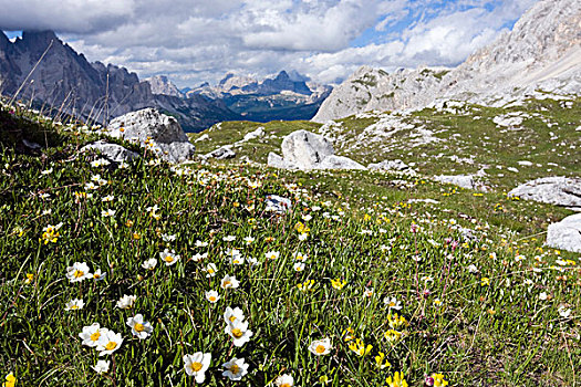 花,间隙,白云岩,南蒂罗尔,阿尔卑斯山,意大利,欧洲