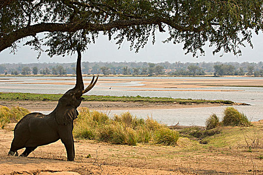 雄性动物,非洲象,树,国家公园,津巴布韦
