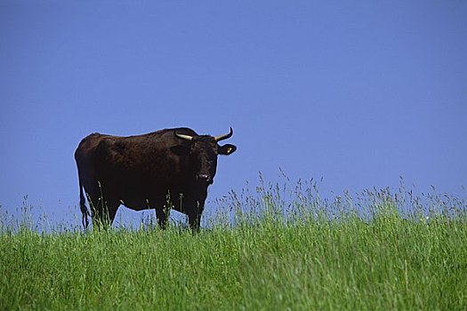 母牛,绿色,地点