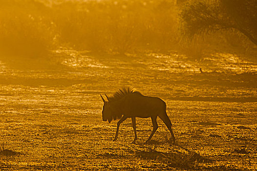 蓝角马,晨光,卡拉哈迪大羚羊国家公园,北开普,南非,非洲
