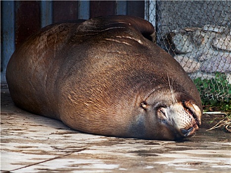 睡觉,海狮