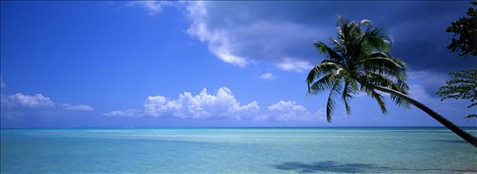 玻利尼西亚,棕榈树,蓝色海洋