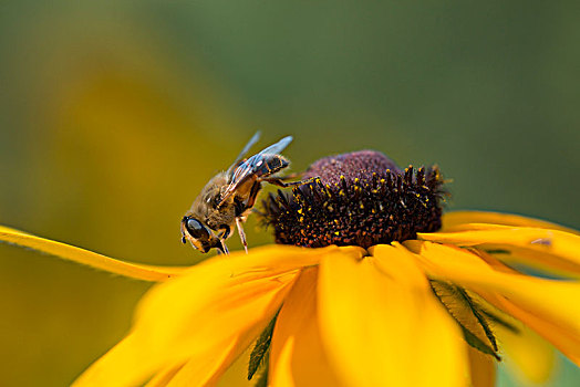 蜜蜂023