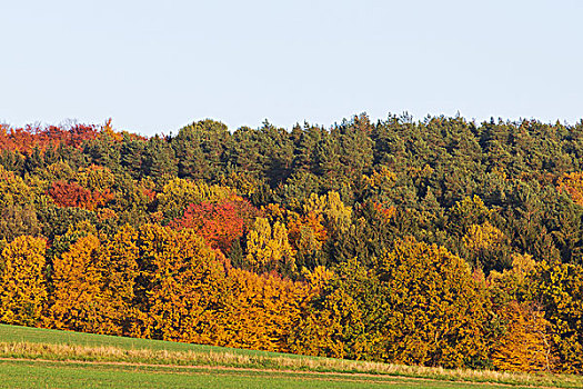 森林,秋季