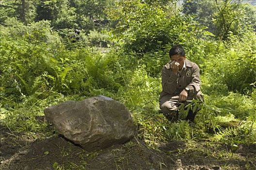 大熊猫,看护,祈祷,旁侧,墓碑,五月,2008年,地震,卧龙,中国