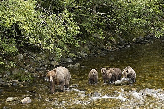 母兽,大灰熊,幼兽,捕鱼,河,不列颠哥伦比亚省,加拿大