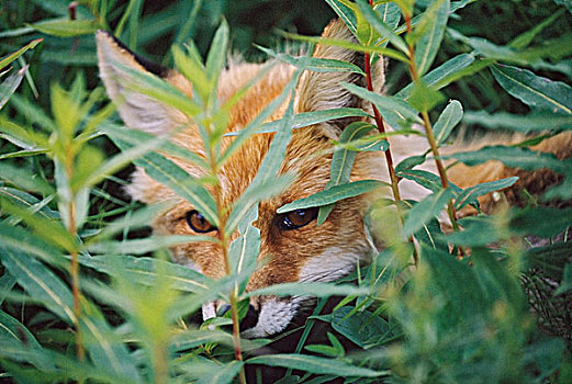 红狐,狐属,植被,寻找,捕食,德纳利国家公园和自然保护区,阿拉斯加,美国
