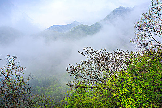 田园,春色,油菜花,漫山遍野,俯瞰