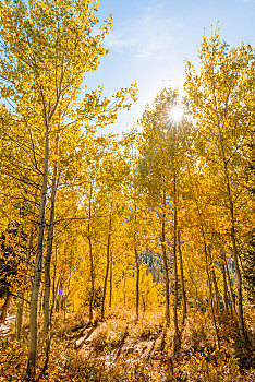 秋天,黄色,白杨,大台顿国家公园,怀俄明,美国,北美
