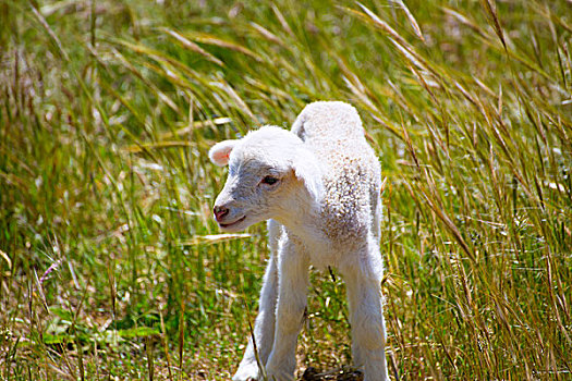 幼仔,羊羔,诞生,绵羊,站立,走,青草,地点