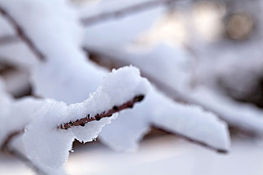 大雪后树梢上的白色雾凇特写