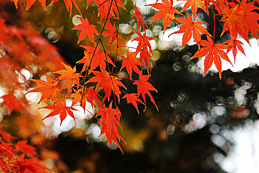 秋天的色彩