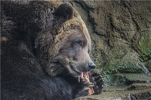 棕熊,吃