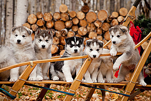西伯利亚,哈士奇犬,小狗,传统,木质,狗拉雪橇,圣诞花环,阿拉斯加