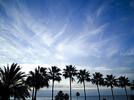 加纳利群岛,海滩,剪影,棕榈树,湖,早晨,多云,岛屿,海岸,树,海边,大西洋,天空,云,无人,空,黎明,留白