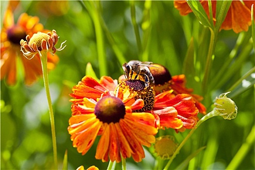 蜜蜂,花蜜,花