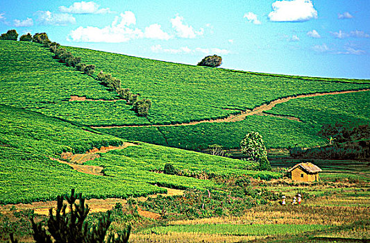马达加斯加,茶,农事,不动产,靠近