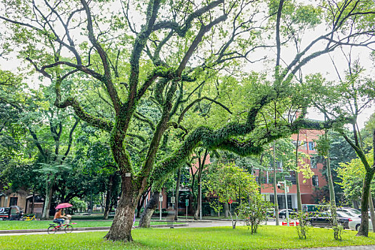 广州中山大学