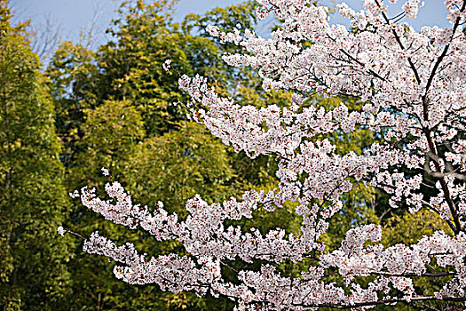 樱花,竹林,岚山,京都,日本