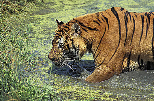 孟加拉虎,虎,成年,站在水中