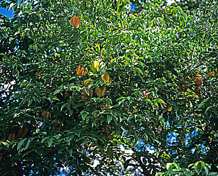 阳桃,树,水果,瓜德罗普,法国,西印度群岛