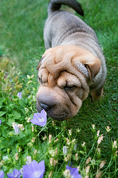 小狗,嗅,花