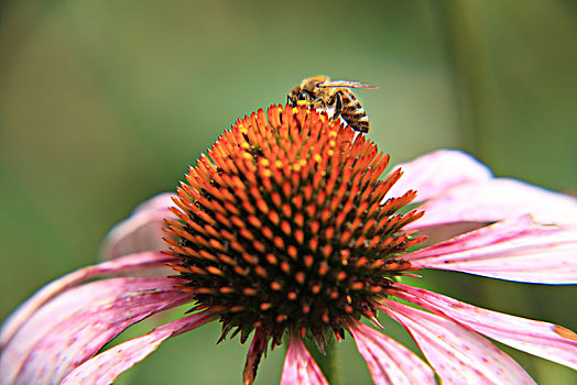 松果菊,蜜蜂