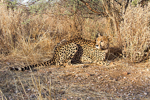 印度豹,猎豹,区域,纳米比亚,非洲