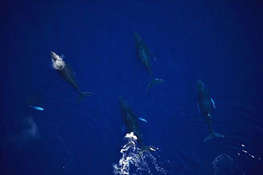 驼背鲸,大翅鲸属,鲸鱼,母牛,幼兽,四个,毛伊岛,提示,照相