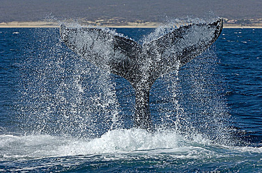 驼背,鲸,成年,雄性,行为,尾部,水,表面,下加利福尼亚州,墨西哥,北美