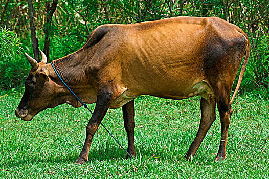 家牛,成年,拴系,母牛,西部,肯尼亚,非洲