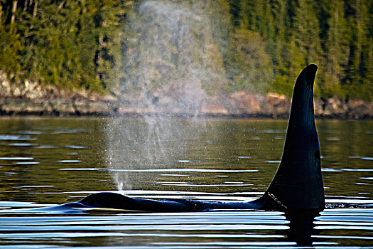 孤单,逆戟鲸,约翰斯顿海峡,不列颠哥伦比亚省,加拿大