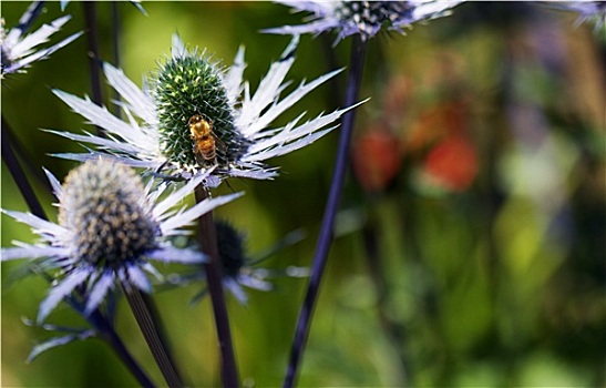 忙碌,蜜蜂,刺芹属植物